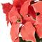 20" Pink Artificial Christmas Poinsettia with Wrapped Base